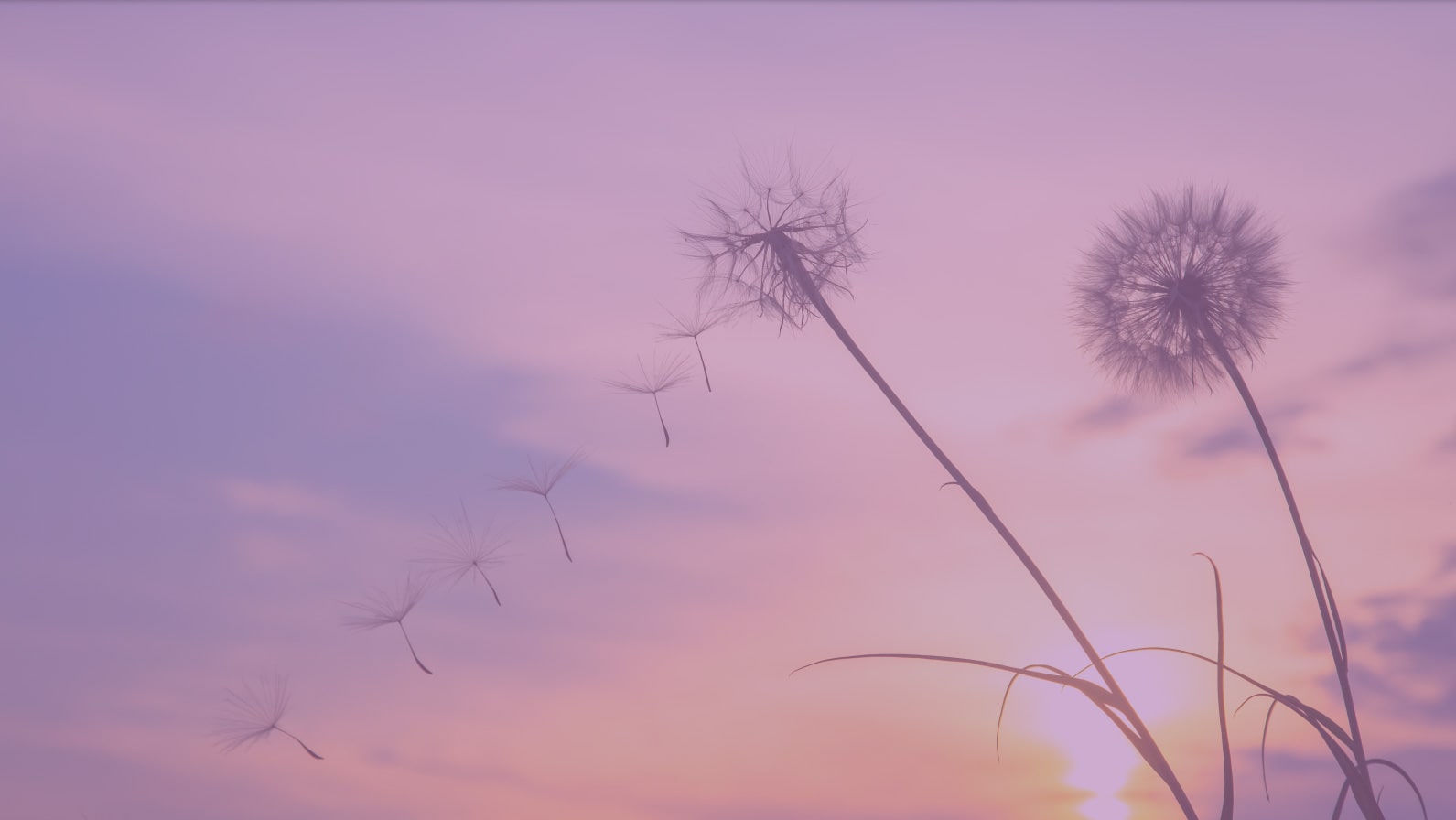 Ode à natureza, às minhas raízes…